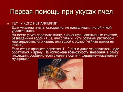 Сонник укусила оса