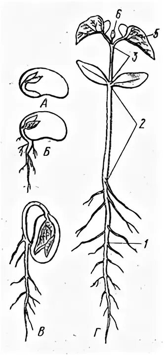 Что формируется при прорастании из зародышевой почечки. Эпикотиль и гипокотиль. Эпикотиль и колеоптиль. Гипокотиль гороха. Проростки двудольных.