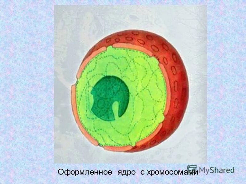 Ядро клетки окружено. Ядро и ядрышко. Ядро и ядрышко клетки. Изображение ядра клетки. Строение ядра клетки.