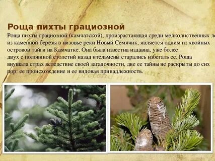 Нужна ли пихте вода