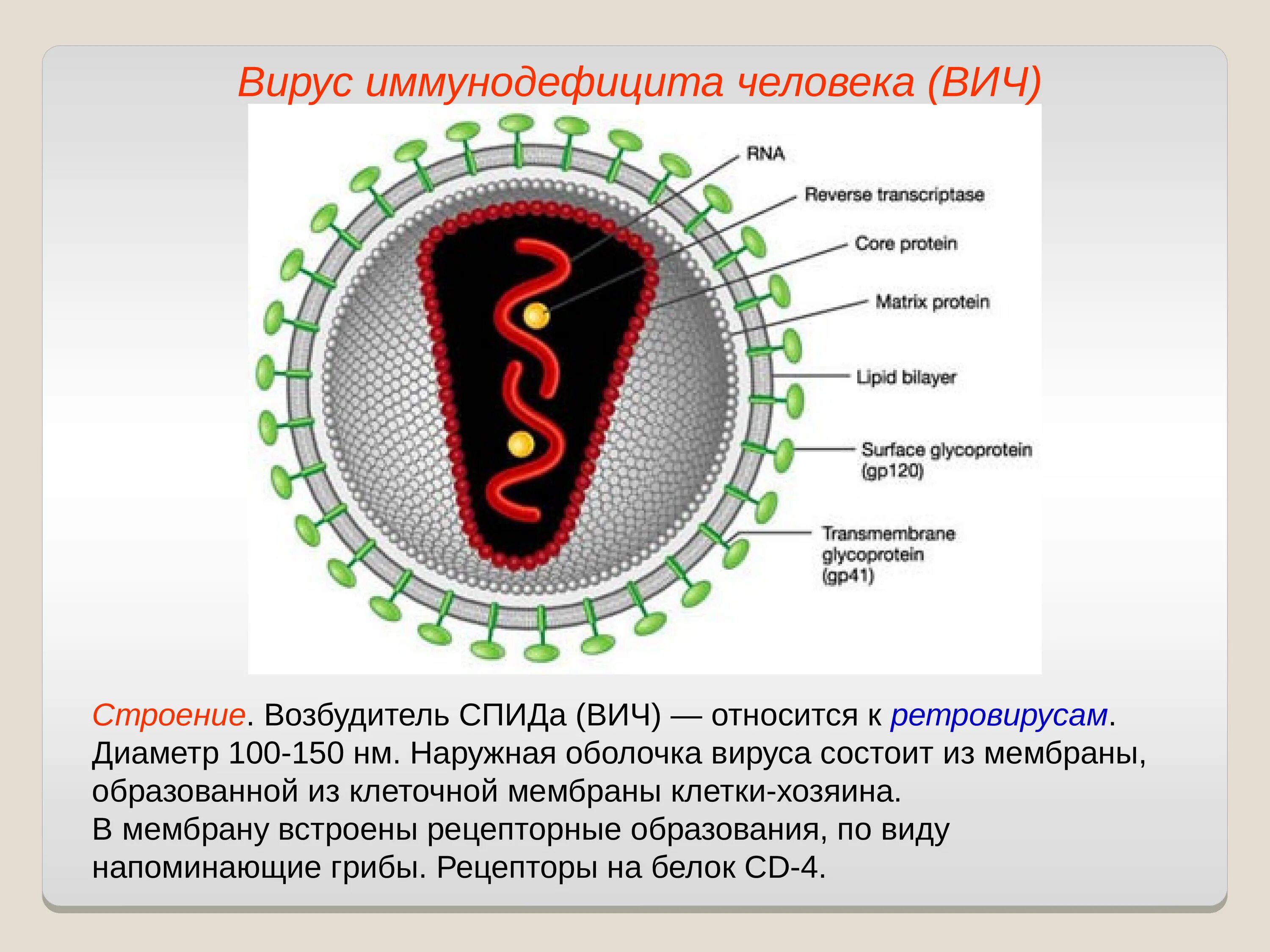 Спид вызван вирусом. ВИЧ структура вириона. Вирус ВИЧ RNA. Вирус иммунодефицита человека. ВИЧ вирус иммунодефицита человека.