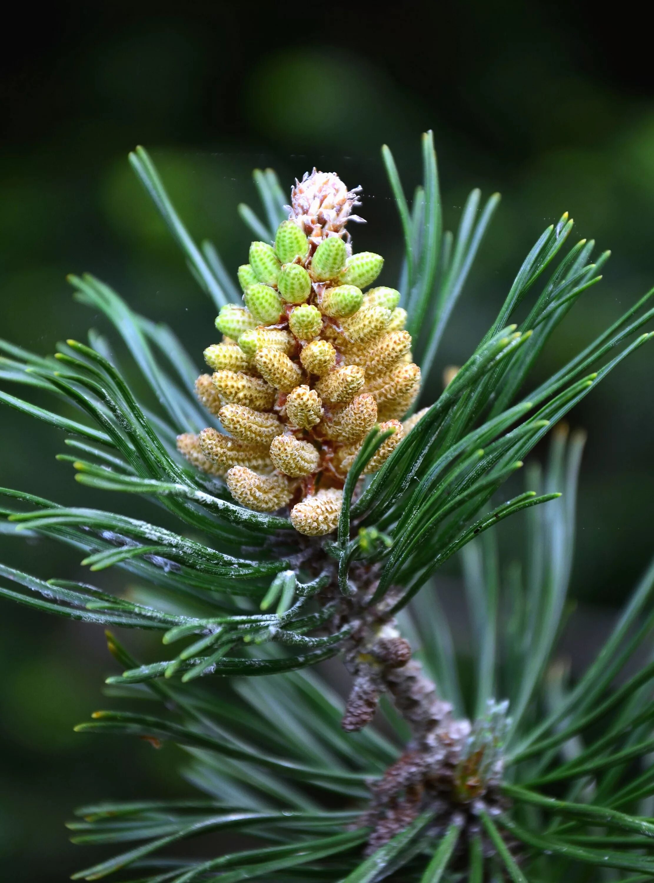 Когда начинают расти шишки. Pinus sylvestris шишки. хвоинки дерева сосна кедровая. сосна обыкновенная сандрингхам. сосна пиния шишки.