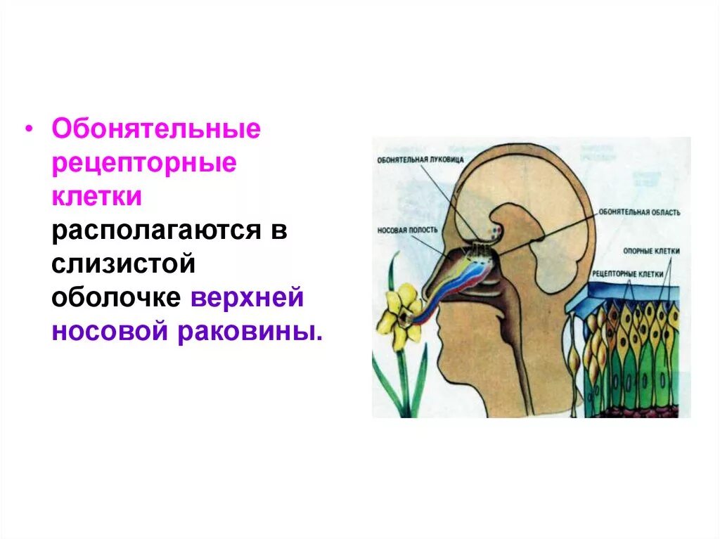 Обонятельные рецепторные клетки. Обонятельные клетки располагаются в. Обонятельные клетки расположены в слизистой. Обонятельные клетки расположены в слизистой оболочке. Обонятельно звуковой