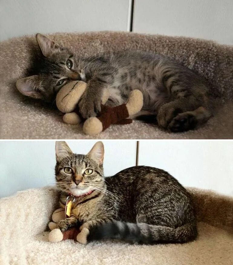 До каких растут коты. Котенок вырос. коты маленькие и взрослые. котята до и после взросления. котята в детстве и взрослые.
