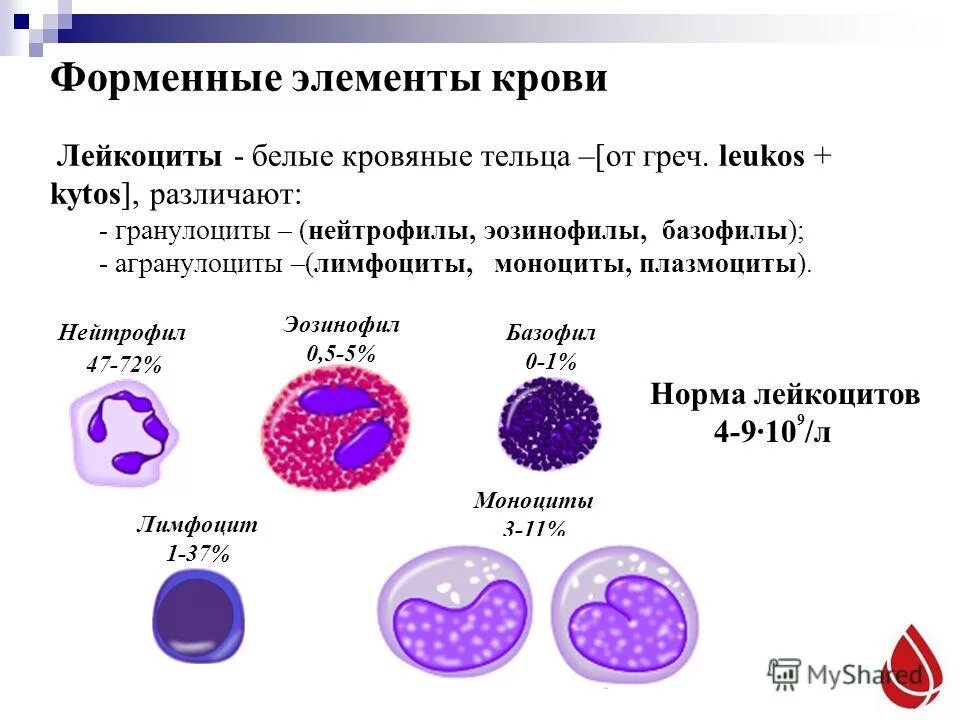 Функции базофил нейтрофил таблица. Форменные элементы лейкоциты лимфоциты. Форменные элементы крови таблица лейкоциты нейтрофилы. Функции форменных элементов крови таблица лимфоциты. 5 лейкоцитоз