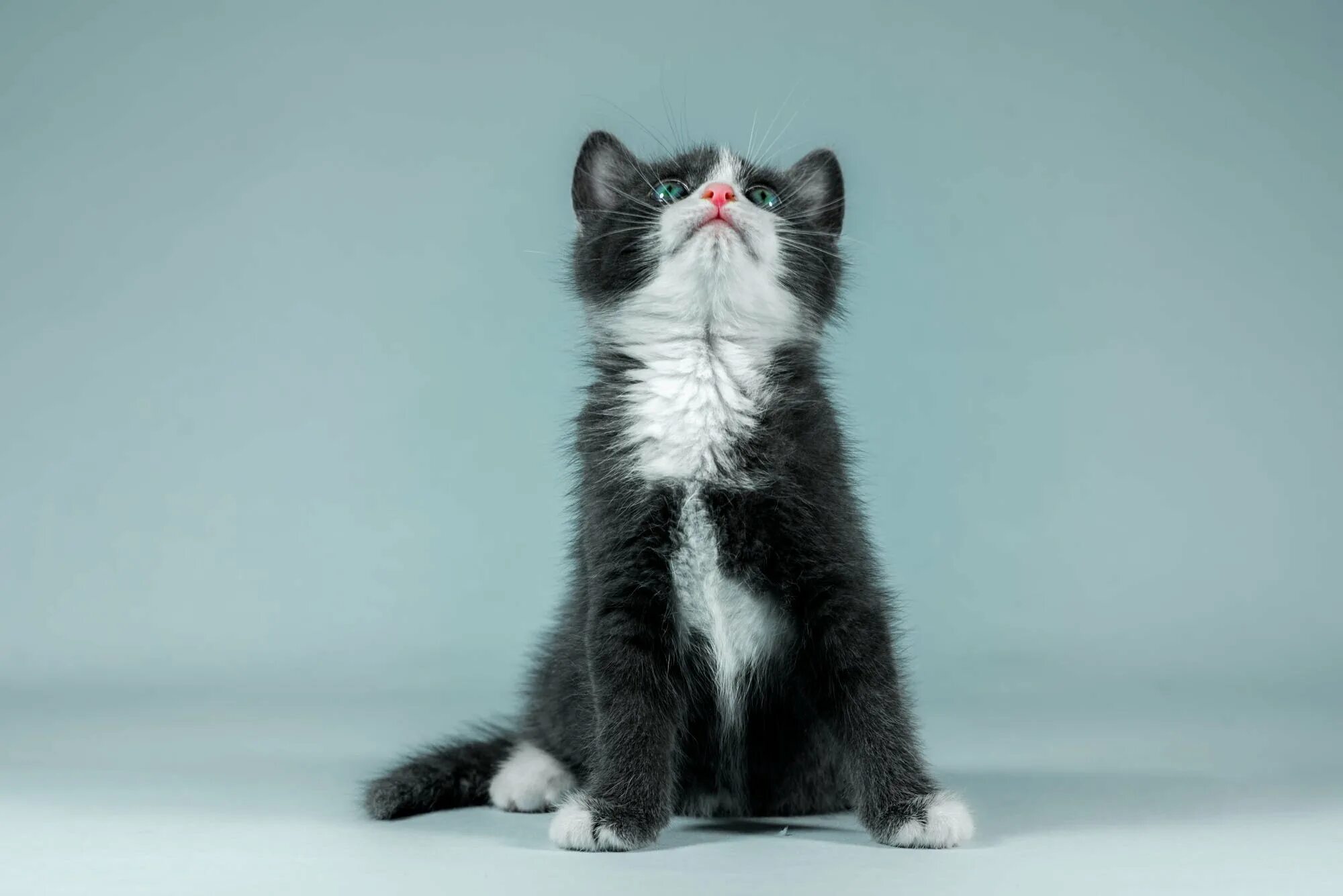 Котенок стоит. Котенок черно-белый. котята чёрно белые. котенок сидит. черно белый котенок сидит.