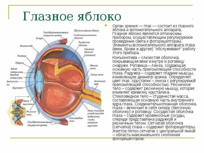 Орган зрения глазное яблоко и вспомогательный аппарат. Глаз состоит из глазного яблока и вспомогательного аппарата. Глазничное яблоко состоит ТЗ. Вспомогательные элементы глазного яблока. Глаз глазное яблоко вспомогательный аппарат