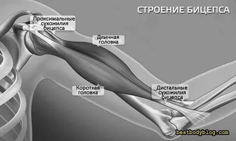 Сухожилия бицепса руки