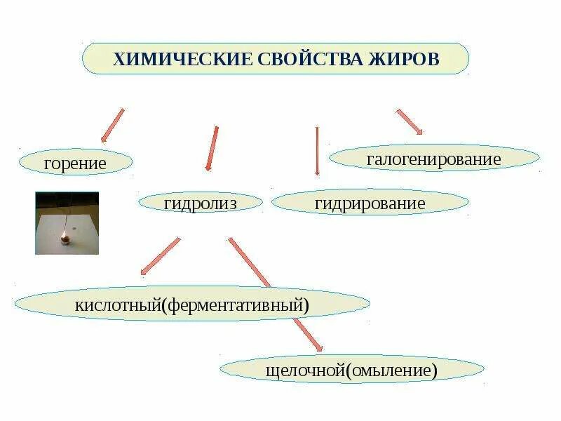 Галогенирование жиров. Химические свойства жиров. жиры химия свойства. жиры физико химические свойства. жиры химические свойства гидролиз.