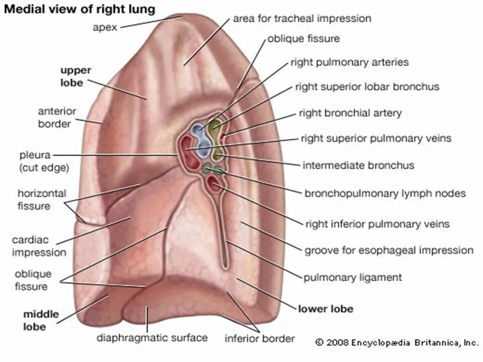 Lung segments. Border of the lungs таблица. 3-lobe форма. Hilum pulmonis radix pulmonis. Right lung.