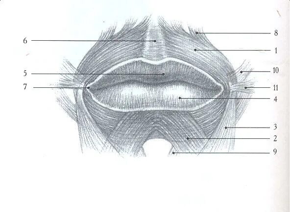 Губы мышцы рта. Строение губ пластическая анатомия. Пластическая анатомия носа. Пластическая анатомия губ человека. Строение носа пластическая анатомия.