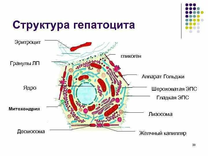 Клетки печени называются. Строение клетки печени человека. Гепатоциты печени строение. Схема строения гепатоцита гистология. Строение клетка печени гепатоцит.