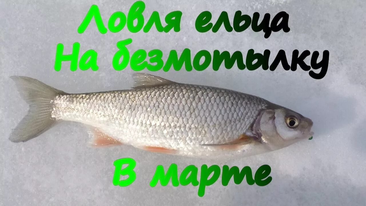 Зимняя рыбалка. Вестнав липецкой области. Подледная рыбалка на ельца в мотыгино. Рыбак или охотник. Настрой на ельца весной.