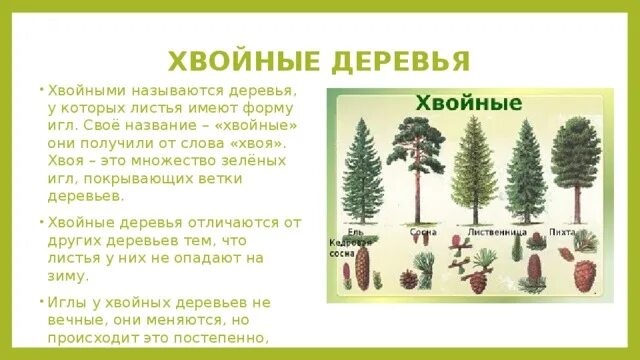 Хвойные деревья названия. Лиственные и хвойные деревья для дошкольников. Хвойные леса названия. Хвойные деревья названия для детей. Текст лиственные растения