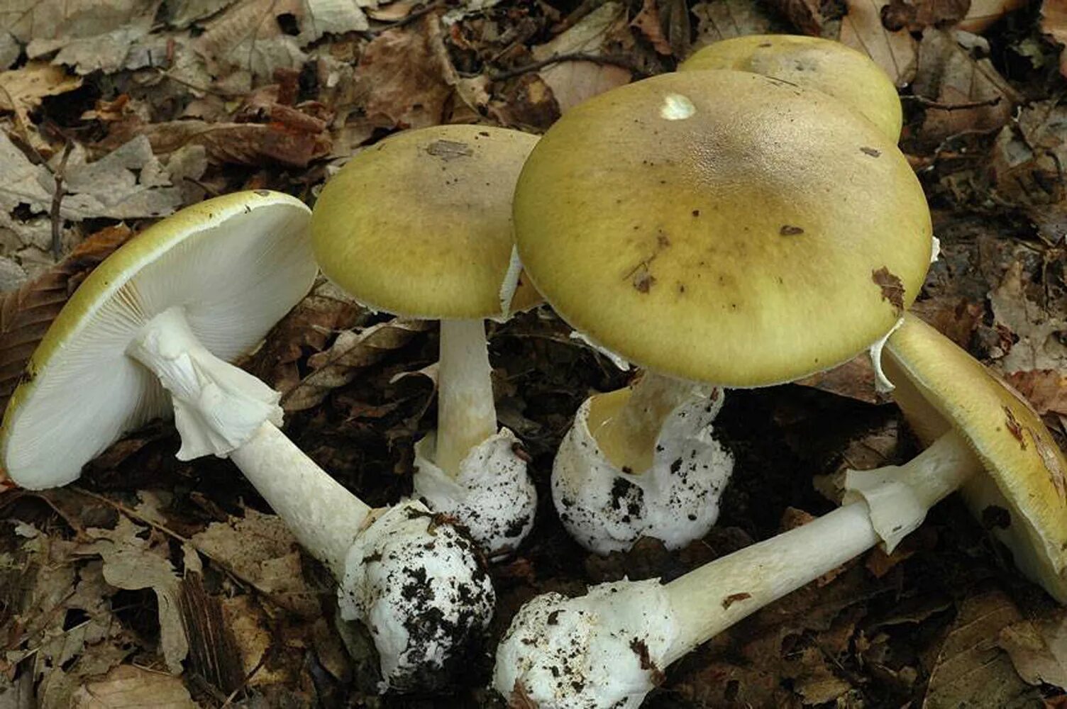 Бледная поганка (Amanita phalloides). Бледная погоганка гриб. Бледная поганка (мухомор зеленый). Amanita phalloides гриб.