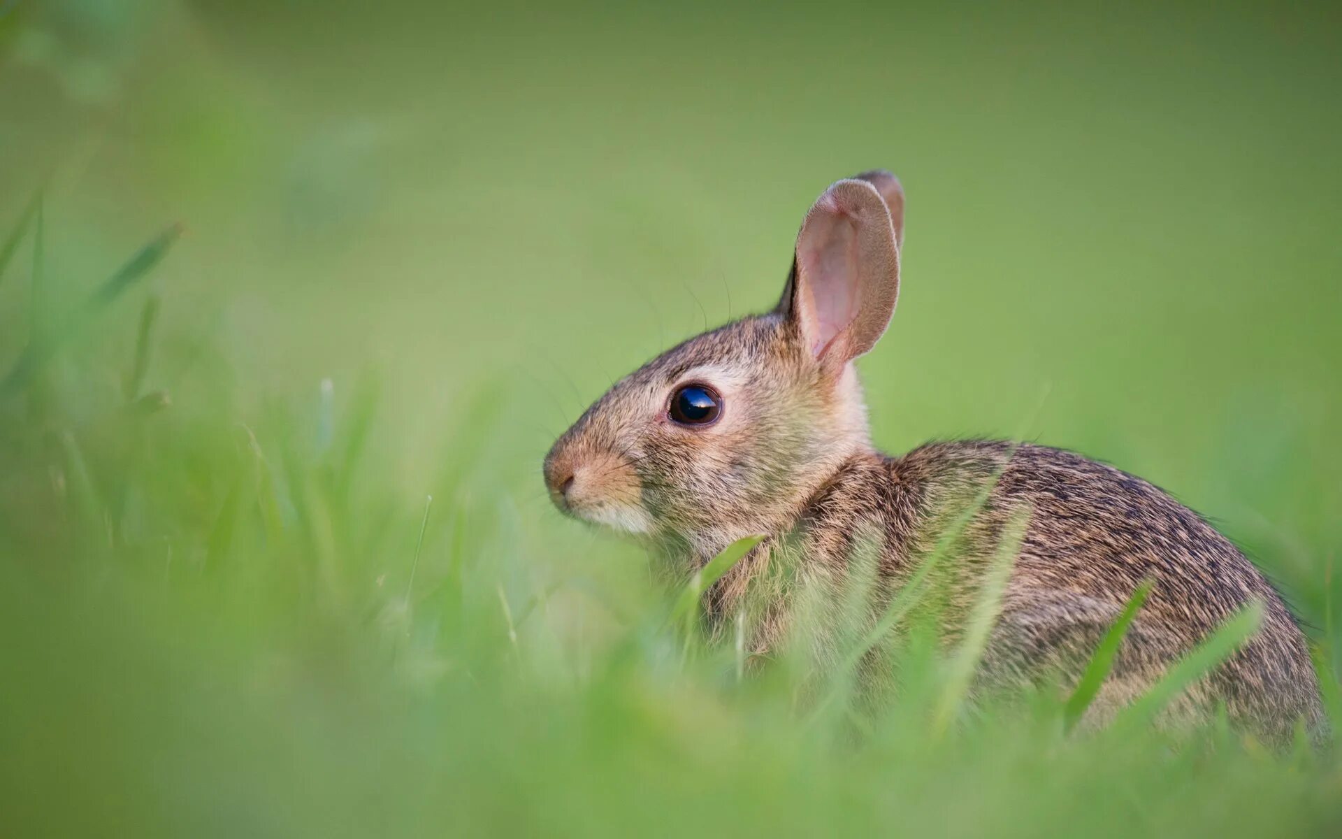 Grass animals. Животные поля. Милые животные. Заяц.