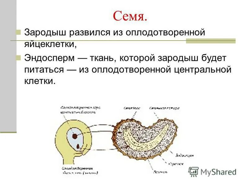 Семенная кожура развивается из. Опыление и оплодотворение покрытосеменных растений. Что развивается из оплодотворенной центральной клетки. Зародыш цветка развивается из. Зигота зародыш семени.