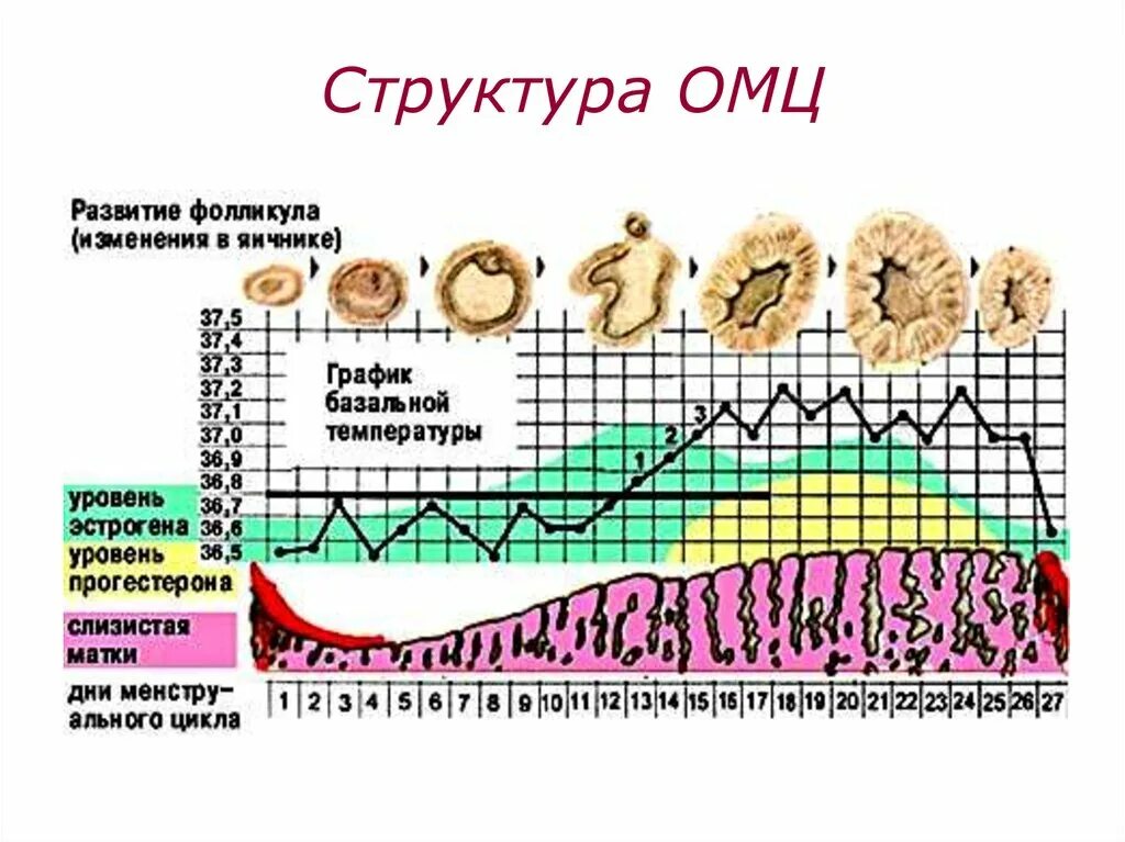 Номц. Регуляция овариально менструального цикла. Схема менструационного цикла. Менструальный цикл схема. Схема регуляции менструального цикла.