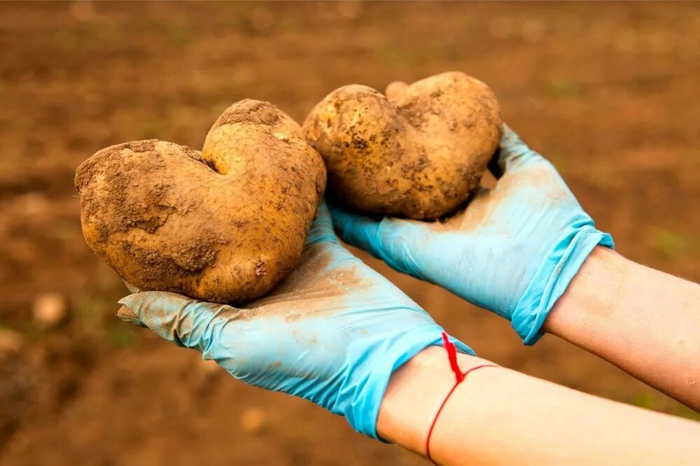 Картошка крупная фото. Крупная картошка во сне. Семена картофель фермер. Сырая картошка. Картофель перебрать.