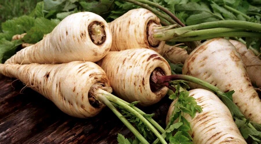 Куст моркови. Корень пастернака. Белый корень. Корнеплоды, свекла, морковь, брюква, турнепс, кормовая репа. Видоизменение корня свеклы.