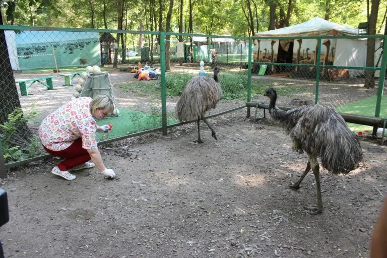 Страусиная ферма пермь. Страусиное ранчо барнаул. Страусиная ферма ростовская. Страусиная ферма в колывани. Страусиная ферма батайск.