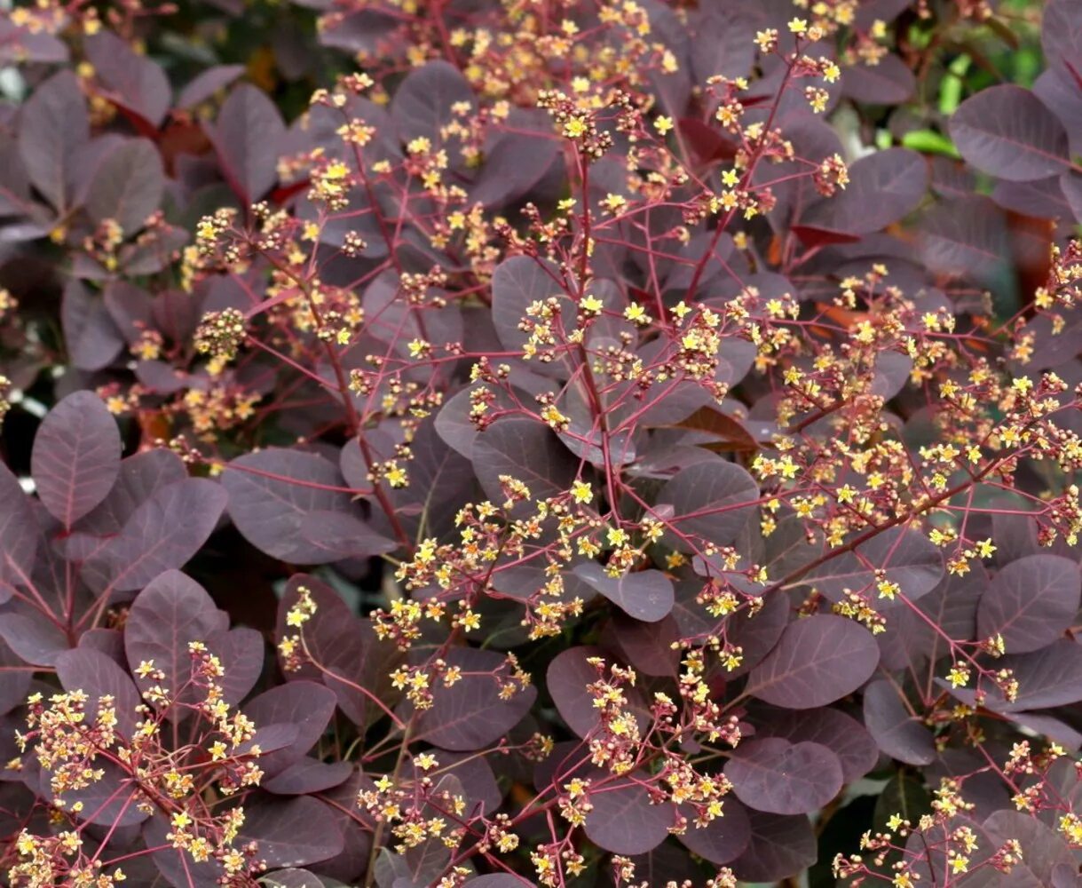 Скумпия Кожевенная Роял перпл. Скумпия Кожевенная (Cotinus coggygria `Royal Purple`). Скумпия Кожевенная Royal Purple. Скумпия Кожевенная `Роял перпл` Cotinus coggygria `Royal Purple`. Кустом удом