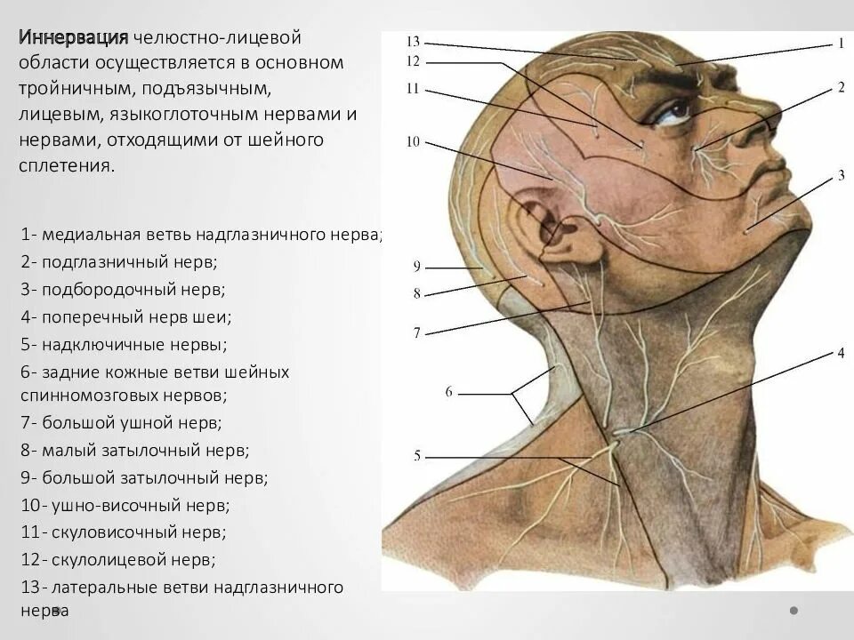 Иннервация головы и шеи анатомия. Иннервация кожи шеи анатомия. Иннервация кожи головы анатомия. Иннервация головы топографическая анатомия.