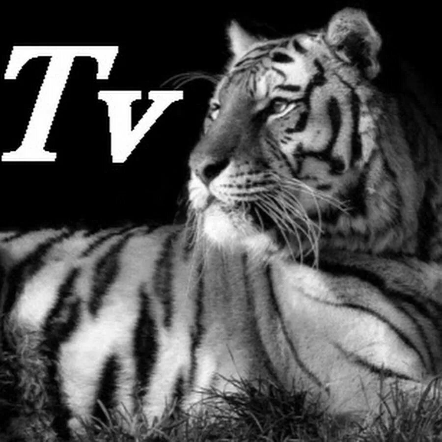 Tigers tv. Тигр и телевизор. Tigers tv. Рен тв тигр 2007. Грузинский тигр вектор.
