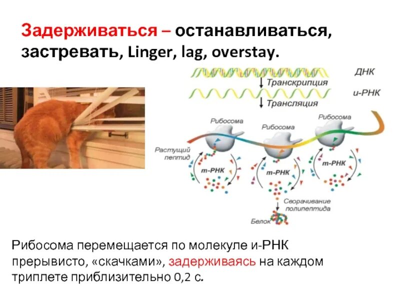 Движение рибосомы по ИРНК. Рибосома РНК. Рибосома движется по ИРНК. Движение рибосомы по РНК.