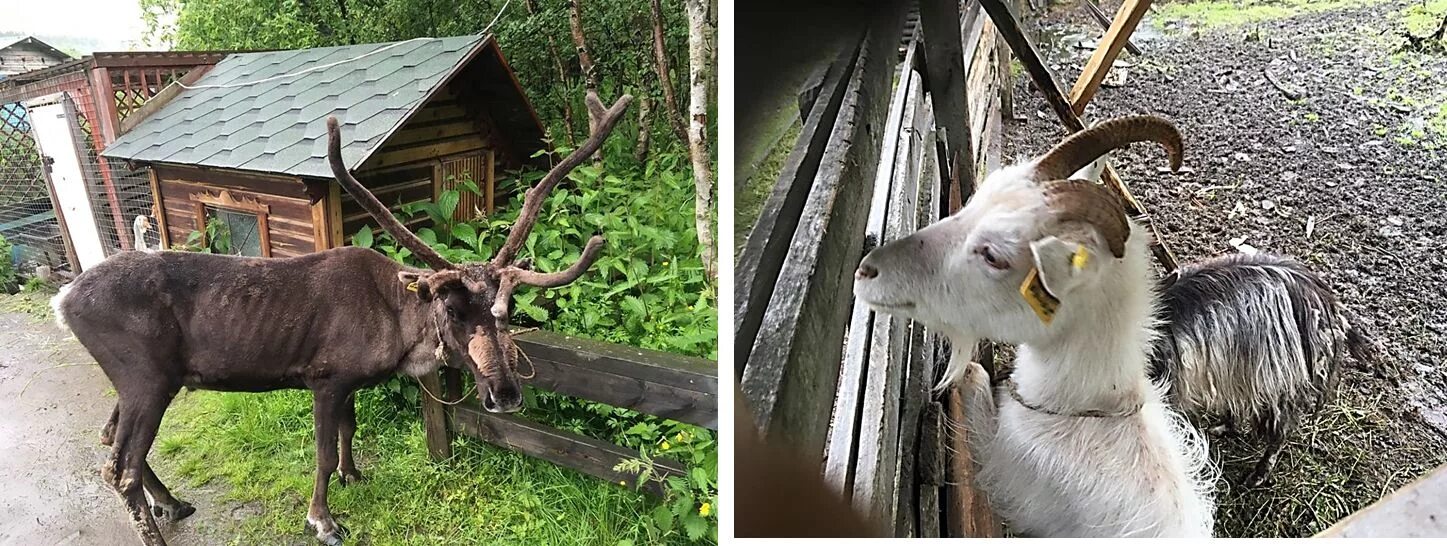горностай камчатка. бурый медведь мурманской области. животные североморск вк. горностай норвегия. парк с животными в североморске.