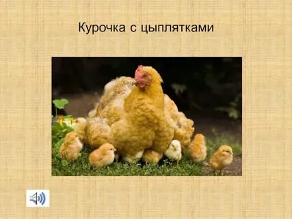 4 курочки