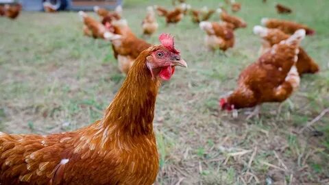 Chicken фото