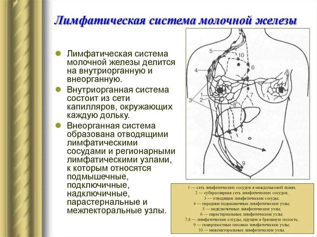 Удаление груди и лимфоузлов. Регионарные лимфоузлы молочной железы. Лимфатическая система молочной железы анатомия. Строение лимфатической системы молочной железы. Лимфатические узлы молочной железы анатомия.