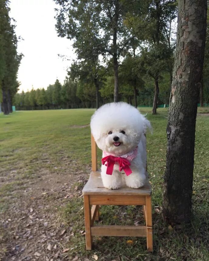 померанский шпиц кукольного типа. набор барби, челси, стейси. живая собака с куклой. вип петс собачки. коллекционная кукла pinkie cooper валбирис.