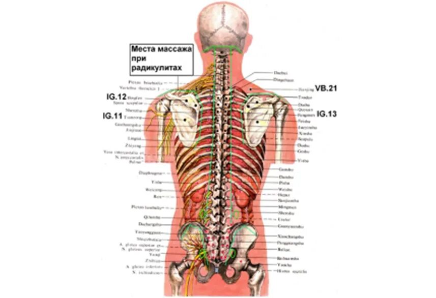 Органы в пояснице. Внутренние органы человека со спины. Анатомия человека со спины органы.