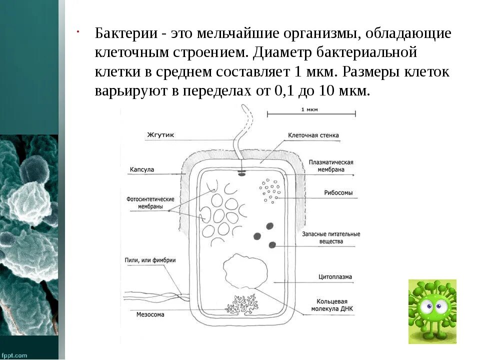 Клеточное строение имеет бактерия вирус. Отличие вируса от бактерии строение. Строение клетки бактерии и вируса. Строение вирусов и бактерий. Строение микроорганизмов вирусы.