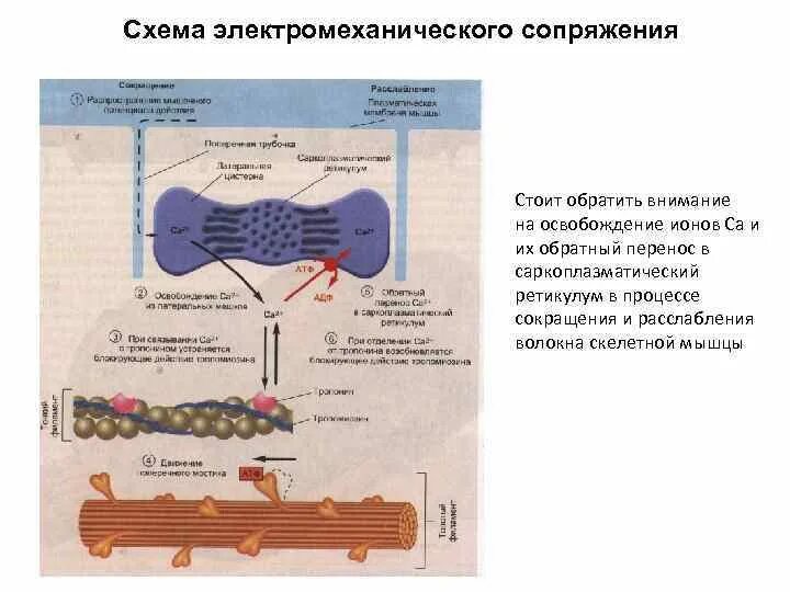 Электромеханическое сопряжение механизм мышц. Саркоплазматический ретикулум это в физиологии. Механизм электромеханического сопряжения в скелетной мышце. Механизмы электромеханического сопряжения в гладких мышцах. Какой ток вызывает сокращение мышц