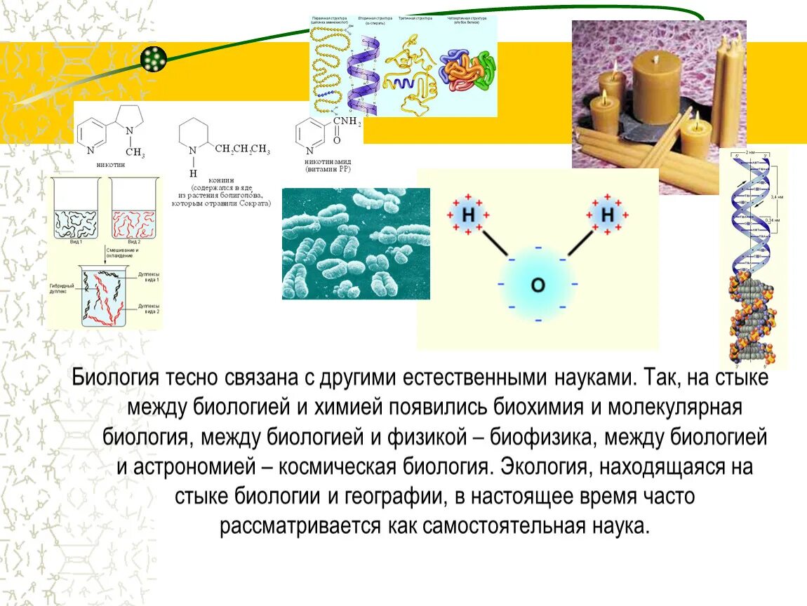 Науки на стыке физики химии и биологии. Взаимосвязь химии и биологии. Связь химии и биологии. Науки тесно связанные с биологией. Связь биологии с другими