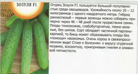 Сорта огурцов зозуля отзывы
