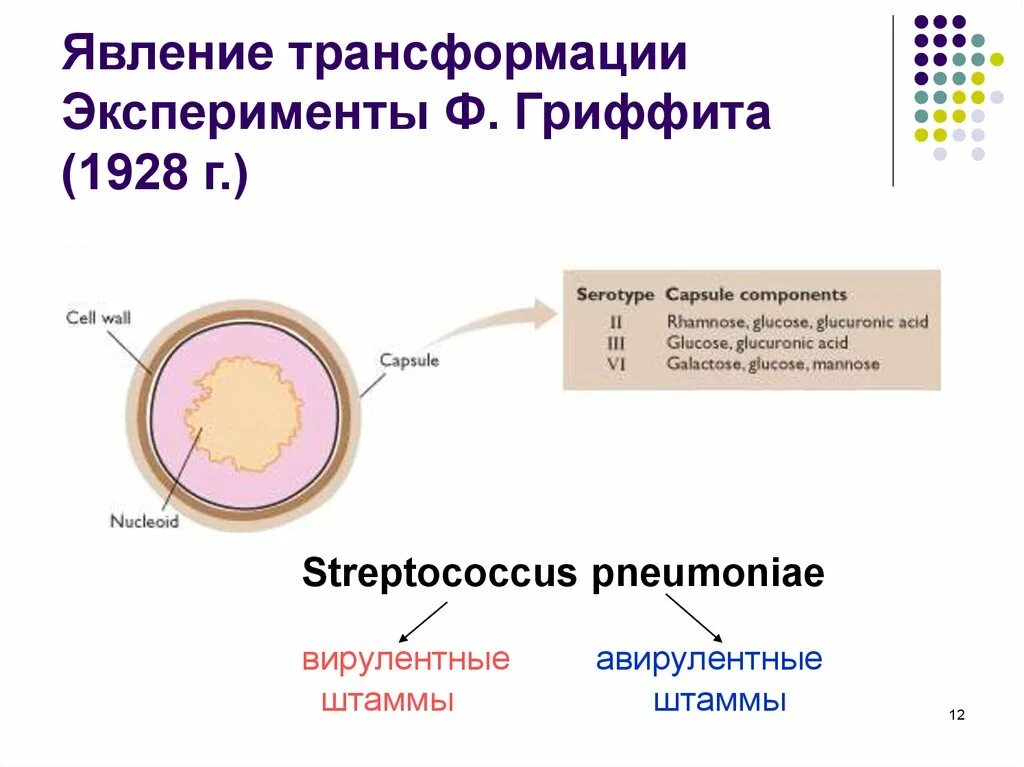 Феномен трансформации. Явление трансформации. эксперимент гриффита. эффект трансформации.