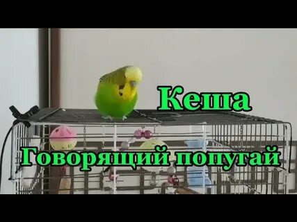 Включи говорящий попугай