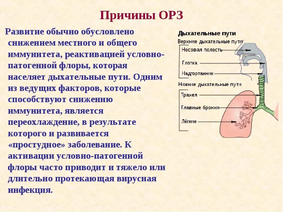 Дыхание при орви. Заболевания верхних дыхательных путей. Причины ОРЗ. Инфекции верхних и нижних дыхательных путей. Причины заболевания верхних дыхательных путей.