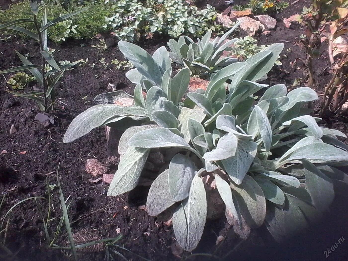 Стахис, чистец stachys. Заячьи ушки цветок садовый. Чистец шерстистый (stachys lanata). Чистец византийский стахис. Стахис (чистец) шерстистый.