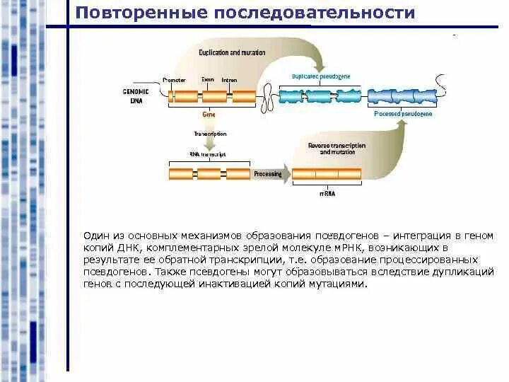 Процессированные псевдогены. Образование процессированных псевдогенов. Псевдогены это в генетике. Псевдоген Gulo.