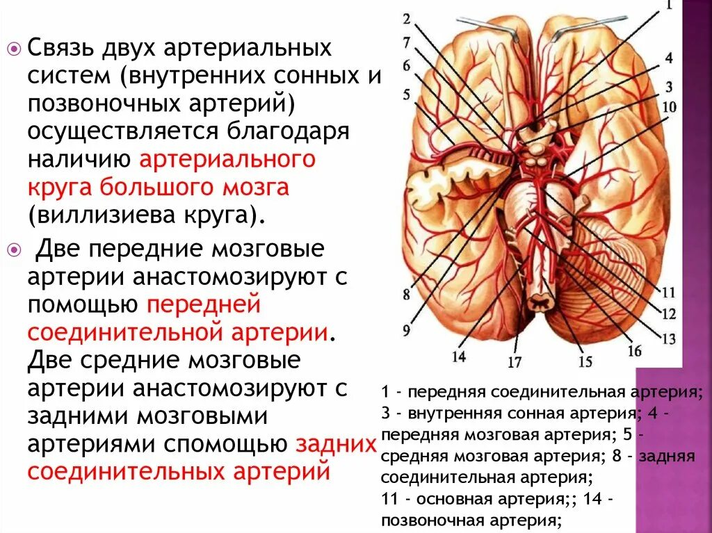 Задняя мозговая артерия кровоснабжает. Средняя мозговая артерия отходит. Задняя мозговая артерия отходит от. Передняя мозговая артерия кровоснабжает. Какая артерия кровоснабжает мозг