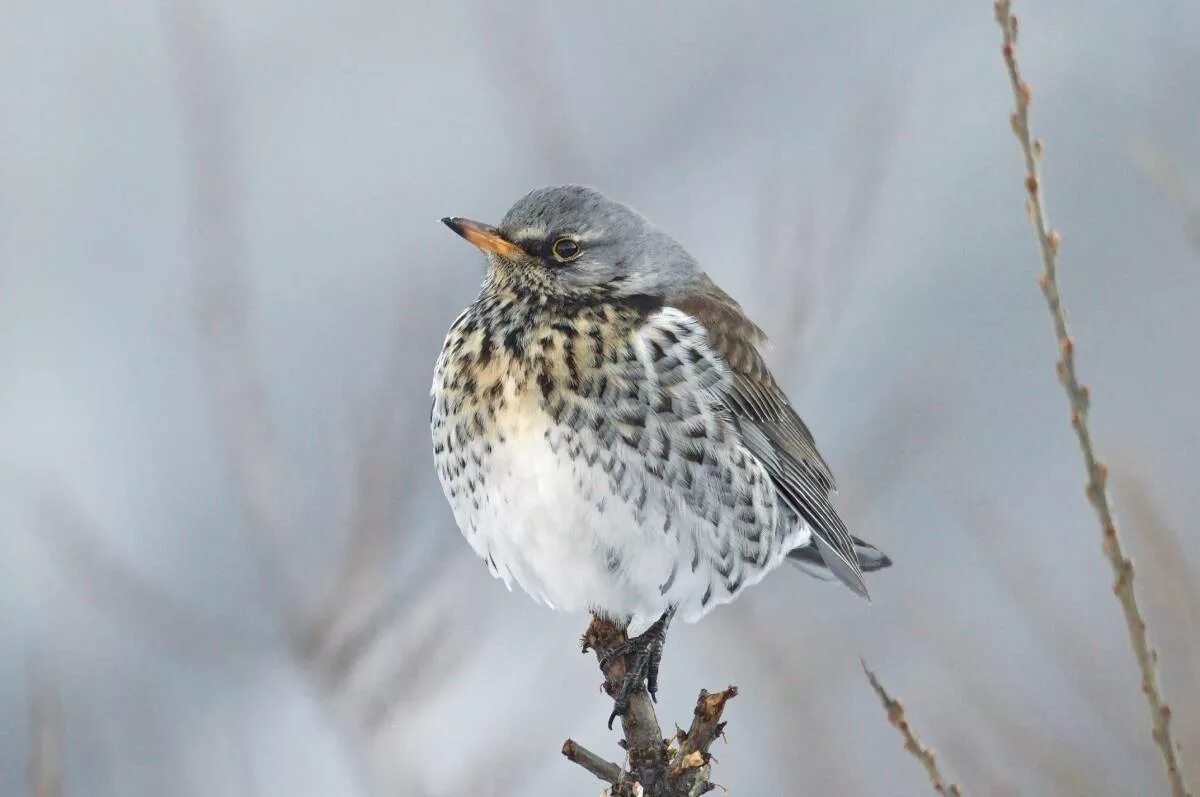 Дрозд рябинник. Дрозд рябинник Fieldfare turdus pilaris. Дрозд рябинник толстый. Дрозд-рябинник серый Дрозд деряба.