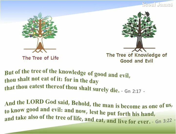 Them of life meaning of. On Trees или in Trees. On the Tree или in the Tree как правильно. Tree of Life Bible. Tree of knowledge.