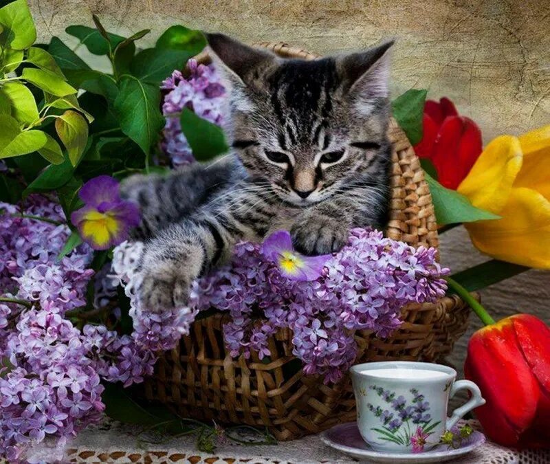 Доброе весеннее утро с котиками картинки. Котенок в сирени. Котенок в цветах. Кошка и сирень. Котёнок с цветком.