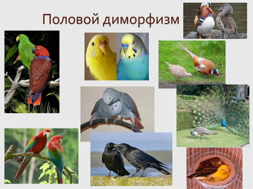 Диморфизм это в биологии. Диморфизм хвощей. Половой диморфизм у бабочек. Половой диморфизм у птиц. Диморфизм это в биологии.