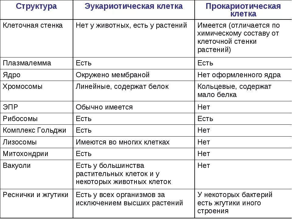 Есть ли у прокариотов